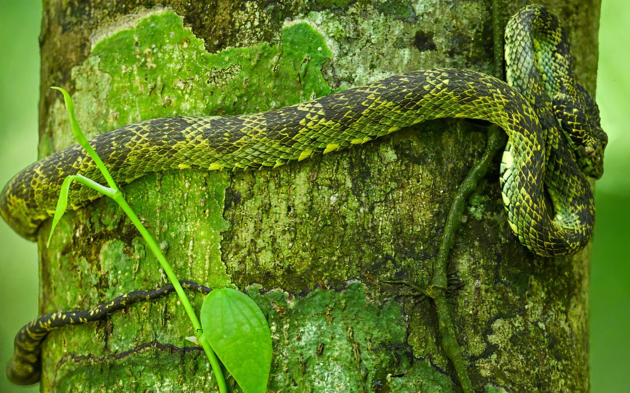 Green Python